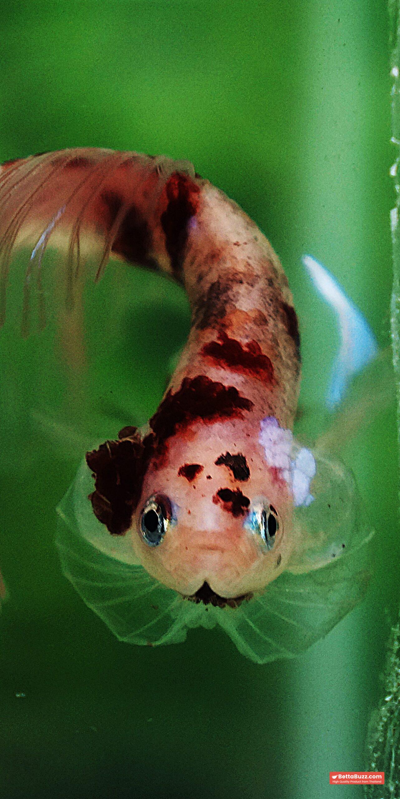 Betta fish HM Classic Red Koi - Image 11