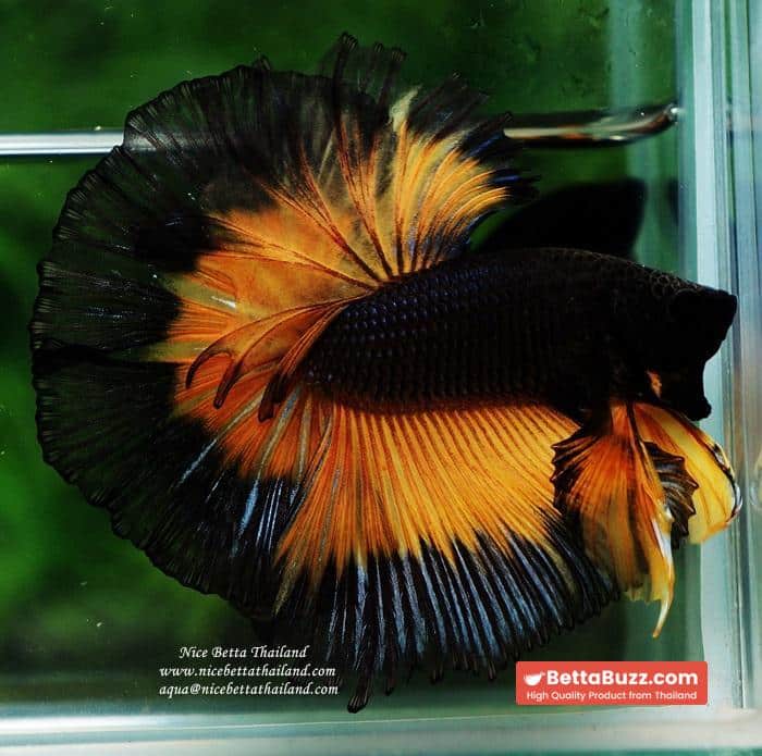 Betta fish OHM King Pumkins Butterfly Sky hawk - Image 5