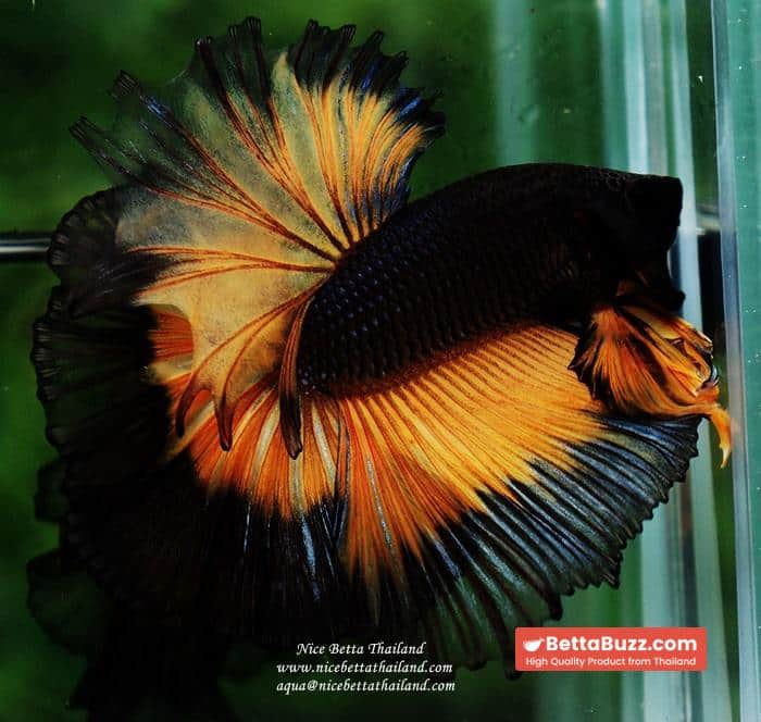 Betta fish OHM King Pumkins Butterfly Sky hawk - Image 3