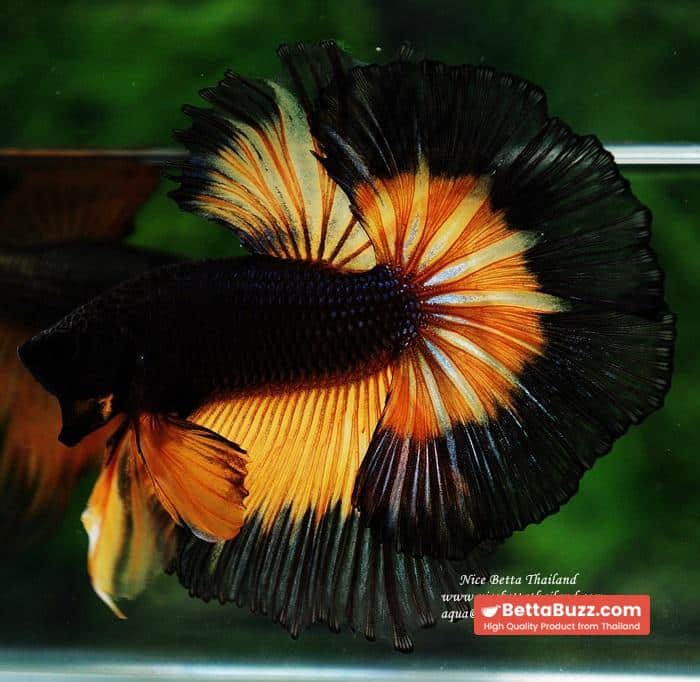 Betta fish OHM King Pumkins Butterfly Sky hawk - Image 6