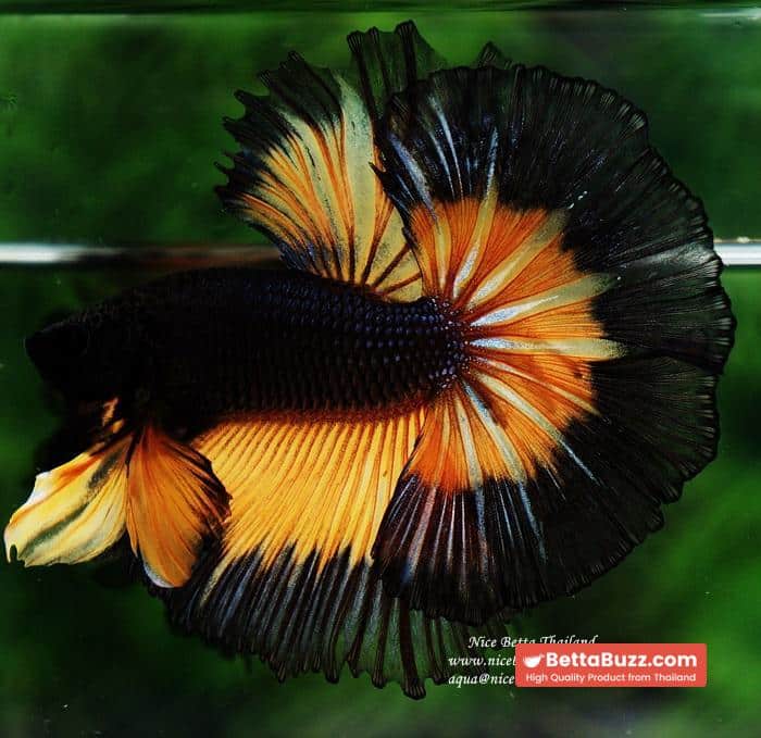 Betta fish OHM King Pumkins Butterfly Sky hawk - Image 2