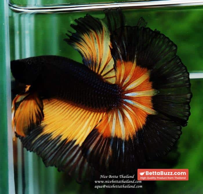 Betta fish OHM King Pumkins Butterfly Sky hawk - Image 8