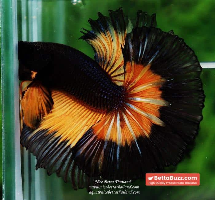 Betta fish OHM King Pumkins Butterfly Sky hawk - Image 4