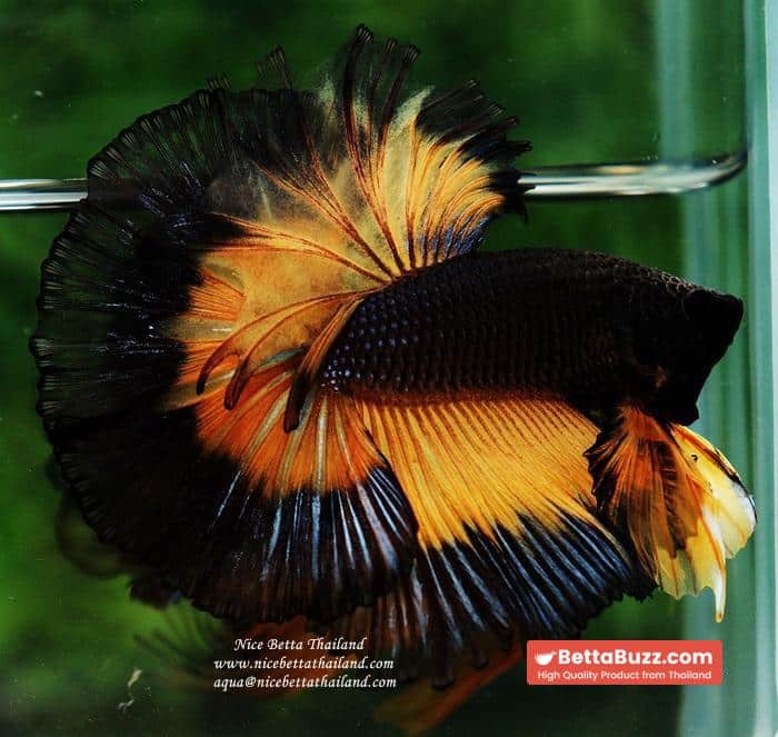 Betta fish OHM King Pumkins Butterfly Sky hawk - Image 7