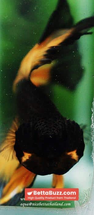 Betta fish OHM King Pumkins Butterfly Sky hawk - Image 9