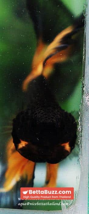 Betta fish OHM King Pumkins Butterfly Sky hawk - Image 10