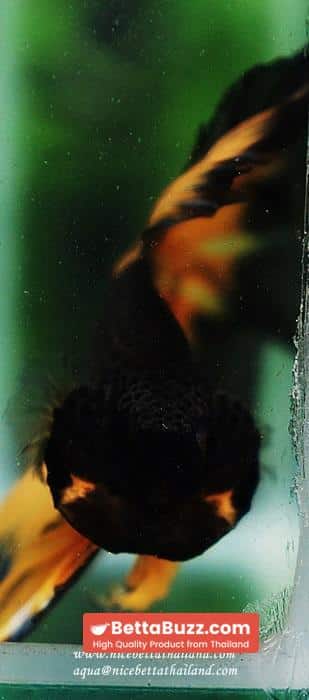 Betta fish OHM King Pumkins Butterfly Sky hawk - Image 11