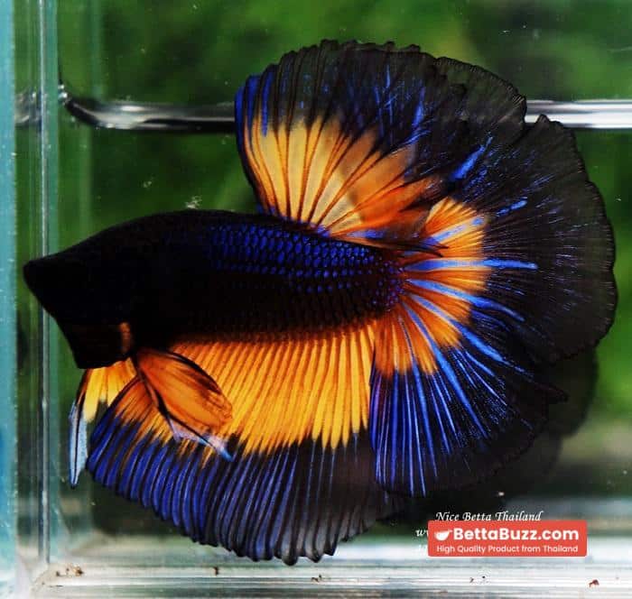 Betta fish OHM Blue Black Butterfly Mustard Gas - Image 5