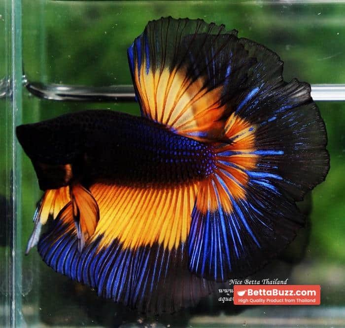 Betta fish OHM Blue Black Butterfly Mustard Gas - Image 3