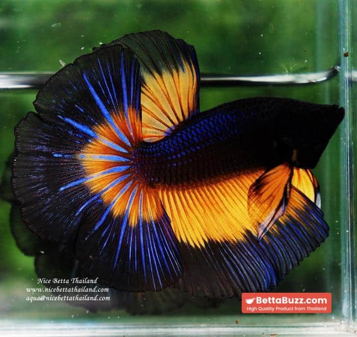 Betta fish OHM Blue Black Butterfly Mustard Gas - Image 4