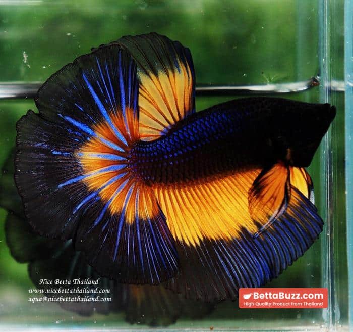 Betta fish OHM Blue Black Butterfly Mustard Gas - Image 2