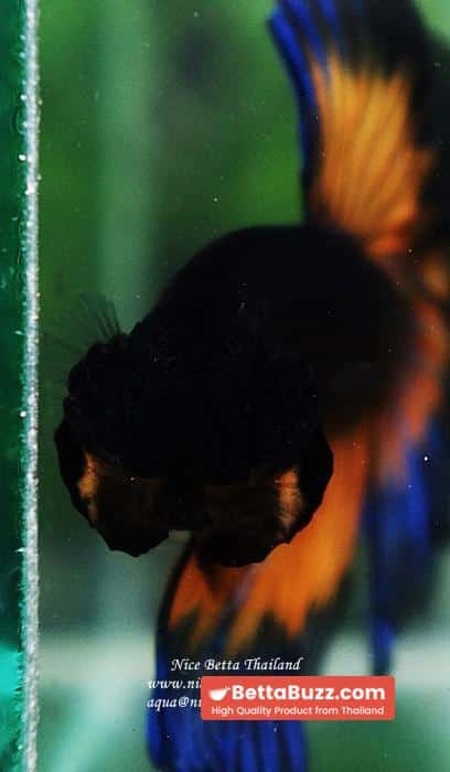 Betta fish OHM Blue Black Butterfly Mustard Gas - Image 6