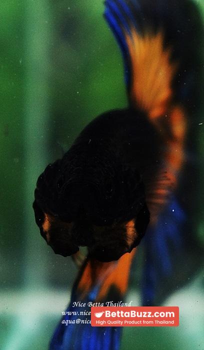 Betta fish OHM Blue Black Butterfly Mustard Gas - Image 7