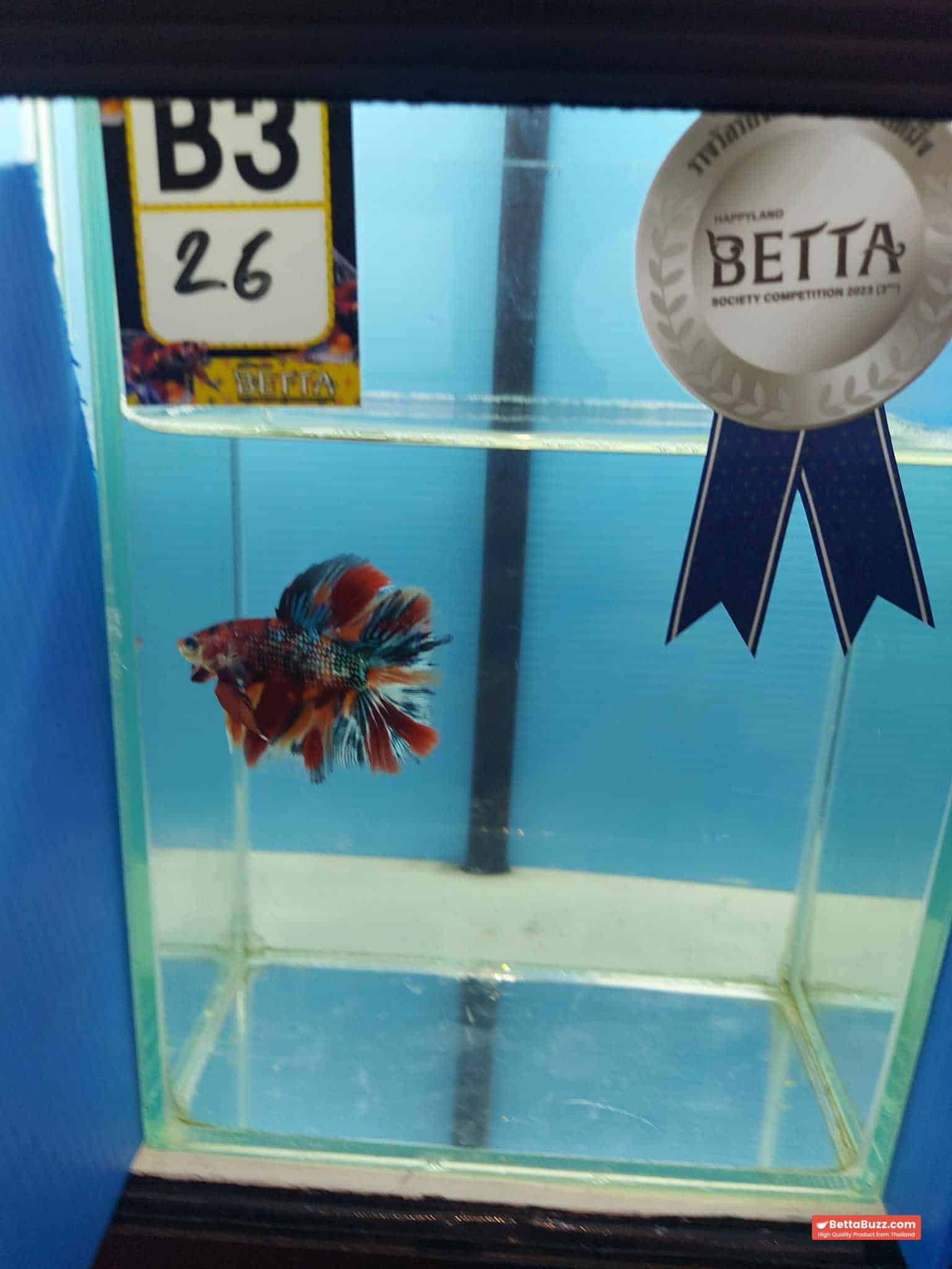 Betta fish Winner 2ND Competition DTHM Multicolor Emerald - Image 10