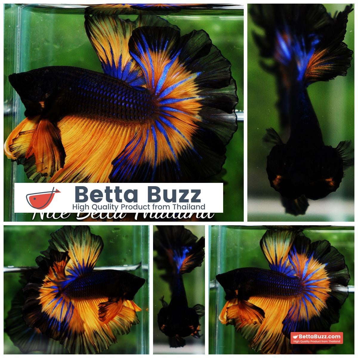 Betta fish OHM Rose King Black Pumkin Butterfly Sky Hawk