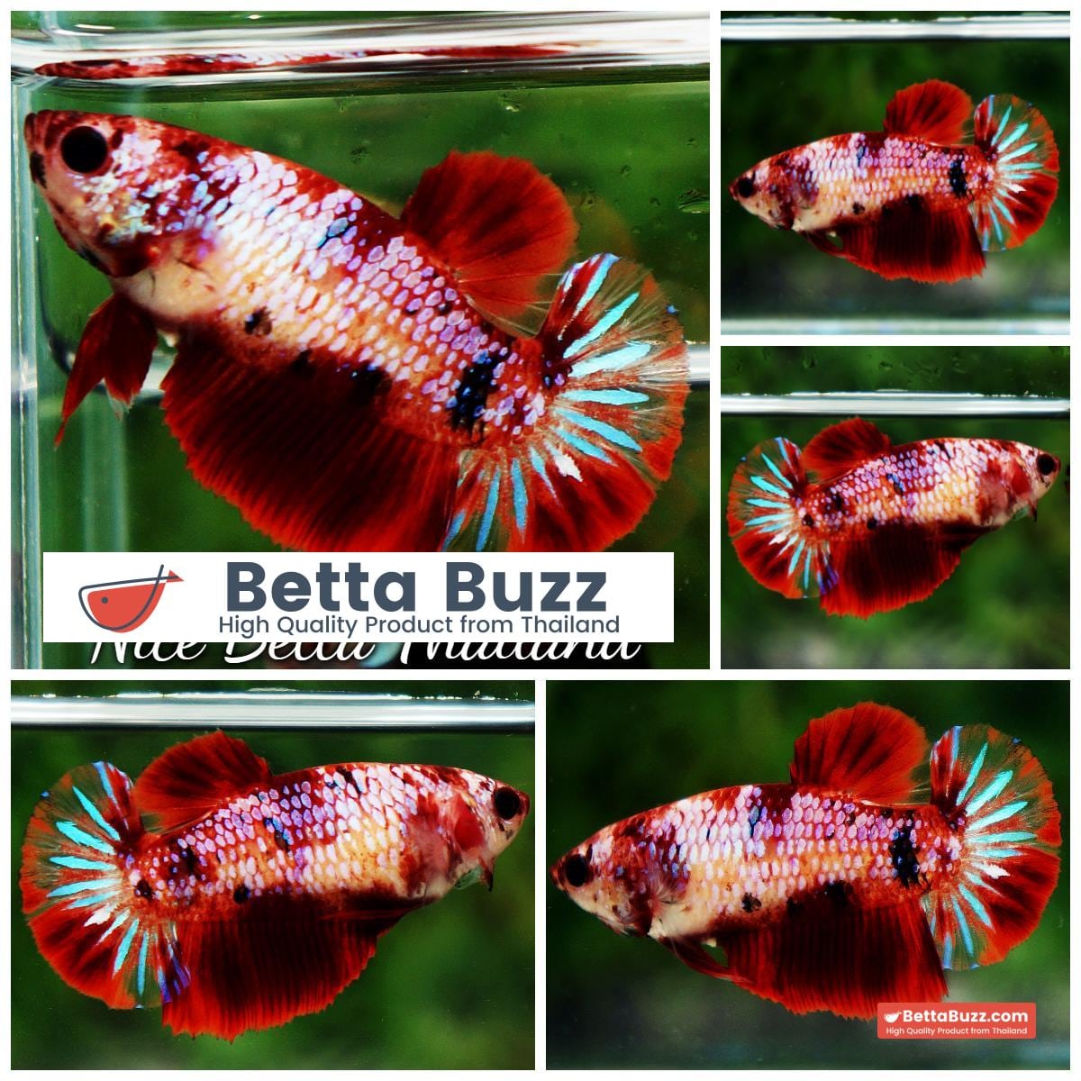 Betta fish Female Red Devil Galaxy Star tail (HM)