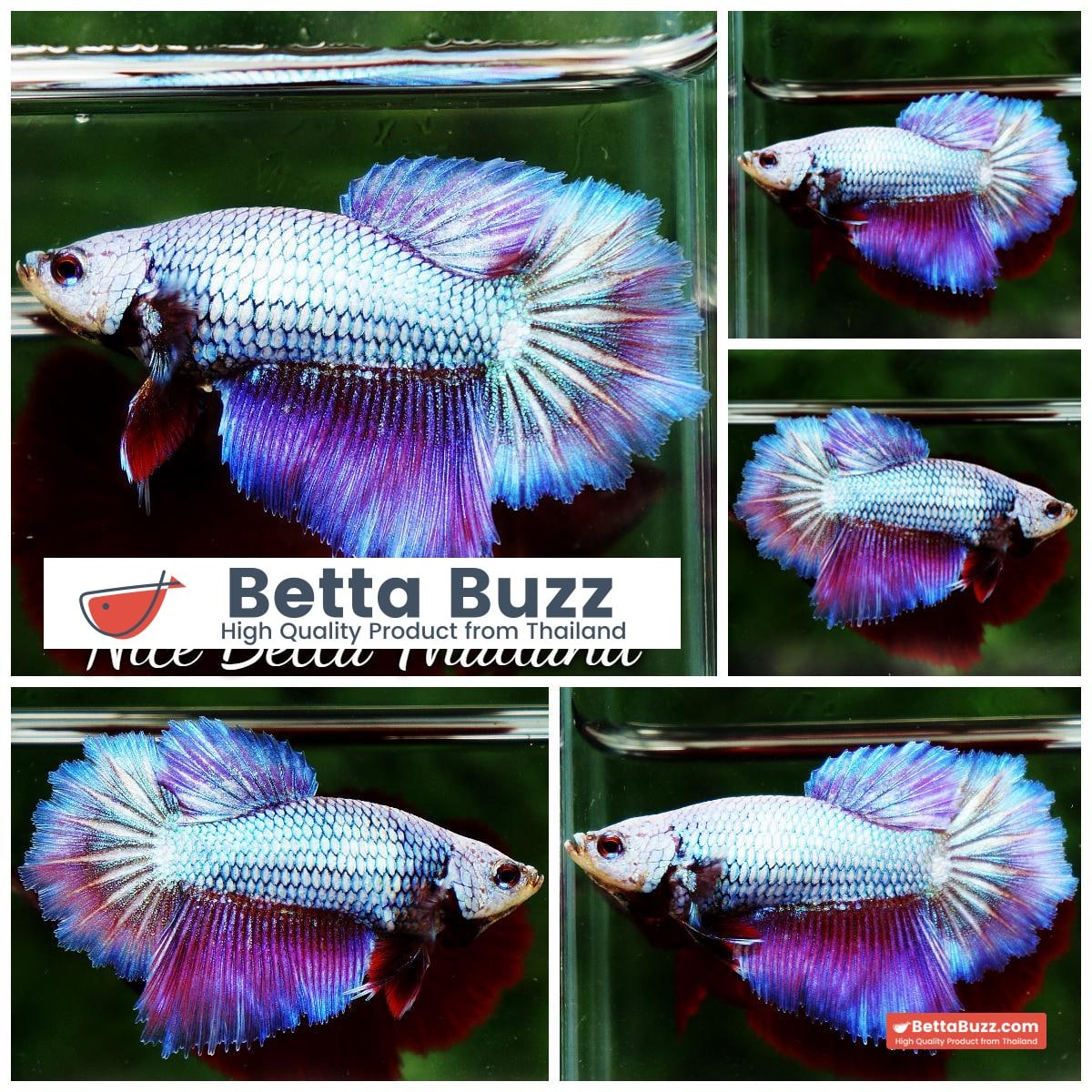 Betta fish Queen Rose Royal Lavender