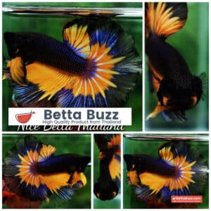 Betta fish OHM Black Pumpkin Butterfly