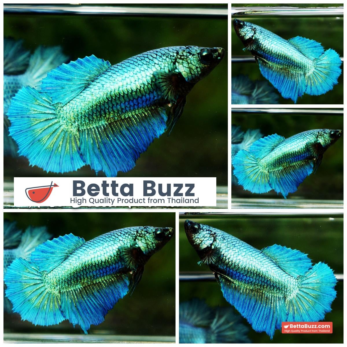 Betta fish Queen Sparkle Royal Turquoise
