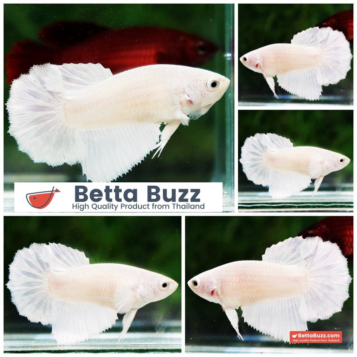 Betta fish Queen Perfect Sparkle White Platinum
