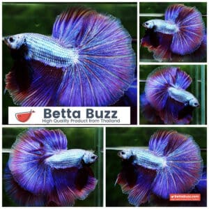 OHM Prince Royal Lavender (Metallic Purple)