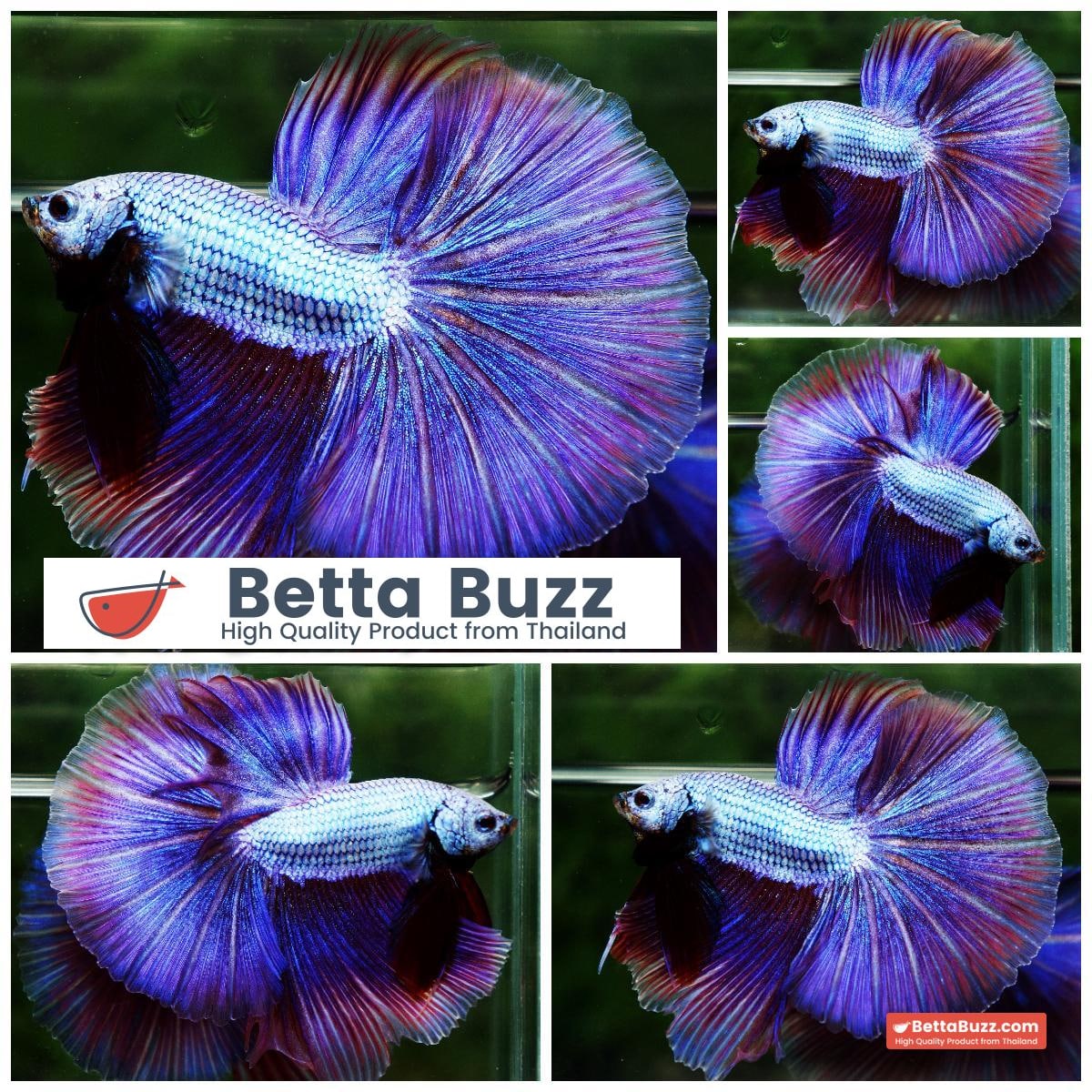 OHM Prince Royal Lavender (Metallic Purple)