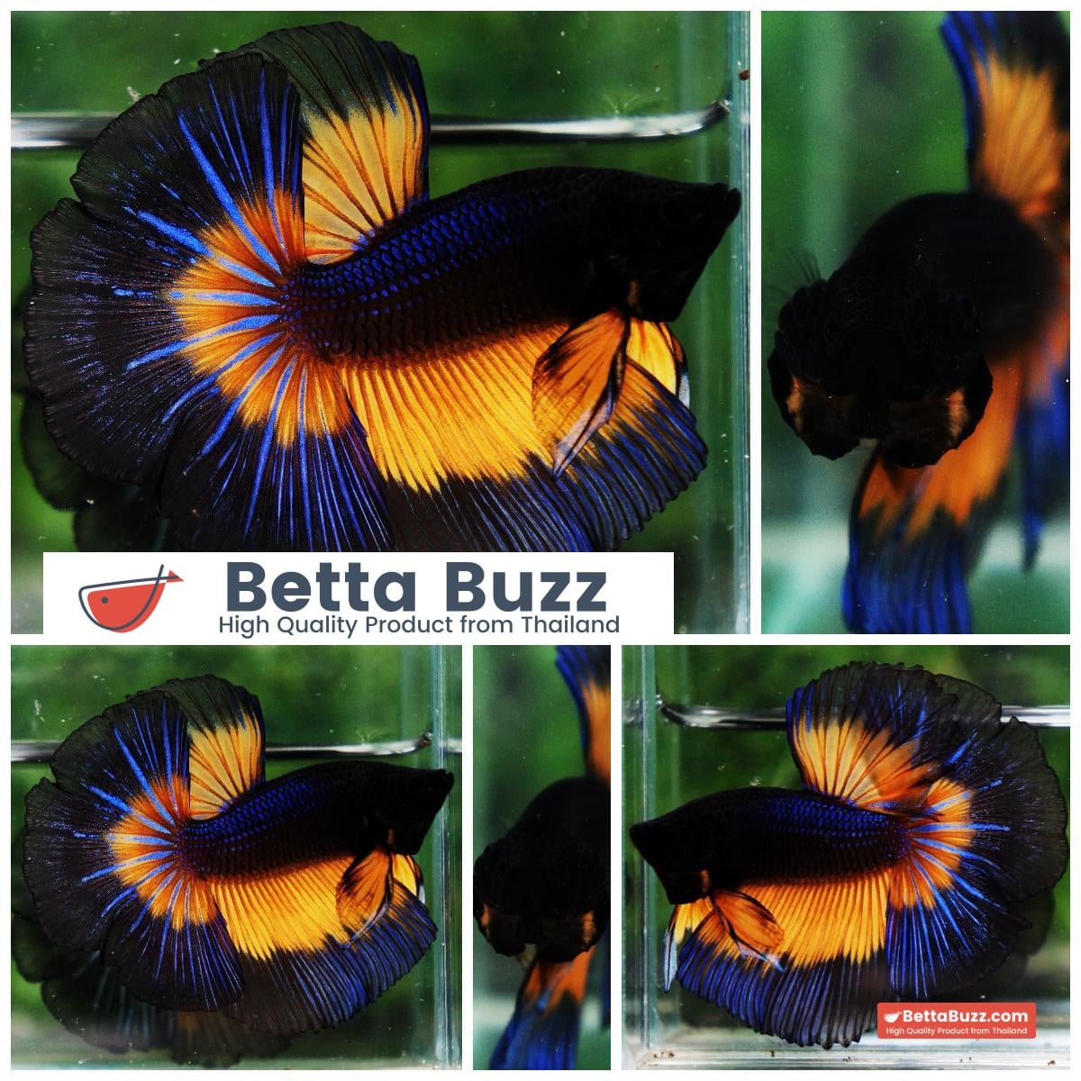 Betta fish OHM Blue Black Butterfly Mustard Gas