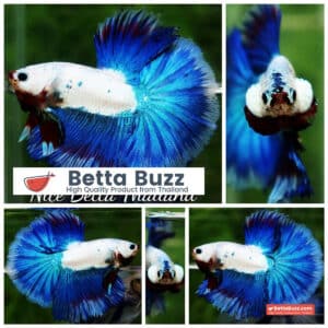 HM Blue Dragon Scales (First Blue one in the world)