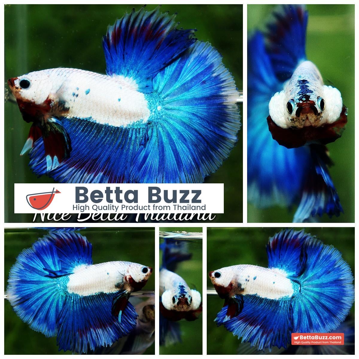 HM Blue Dragon Scales (First Blue one in the world)