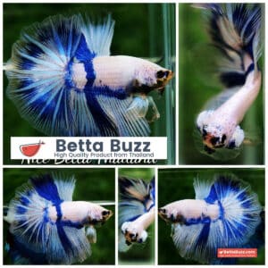 Betta fish OHM Blue Posidon
