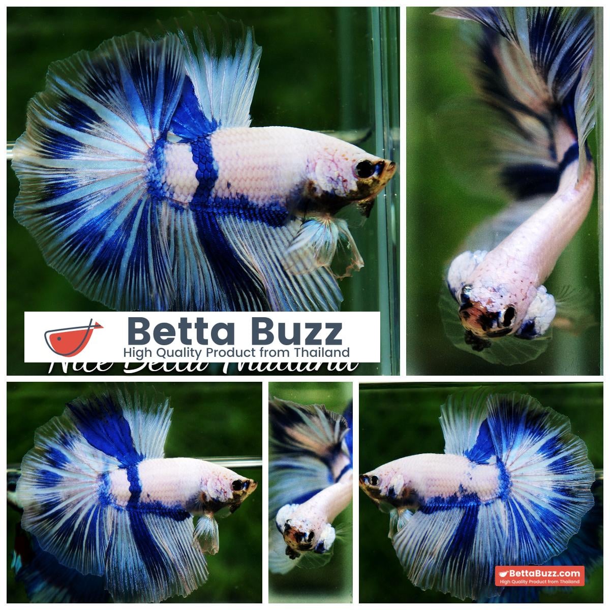 Betta fish OHM Blue Posidon