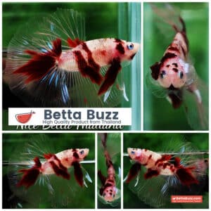 Betta fish HM Classic Red Koi