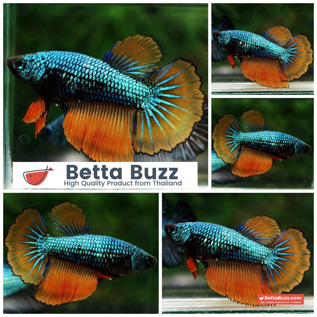 Betta fish Female HM Green Alien Mustard Gas