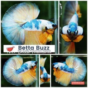 Betta fish OHM Prince of the Macaw
