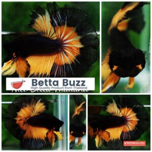 Betta fish OHM King Pumkins Butterfly Sky hawk
