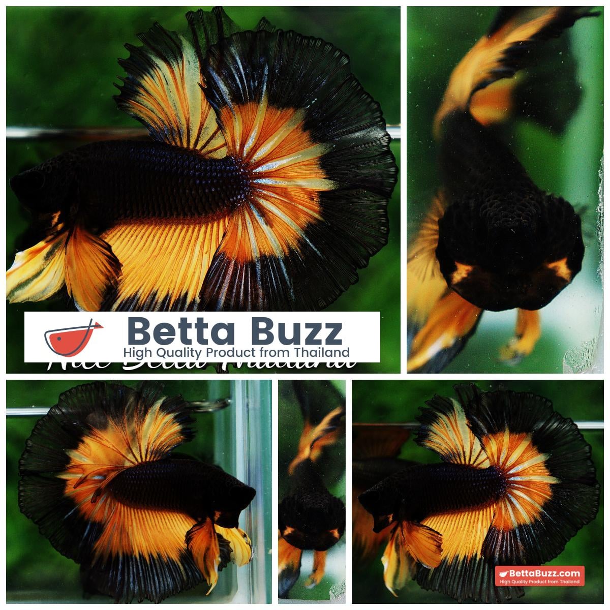 Betta fish OHM King Pumkins Butterfly Sky hawk