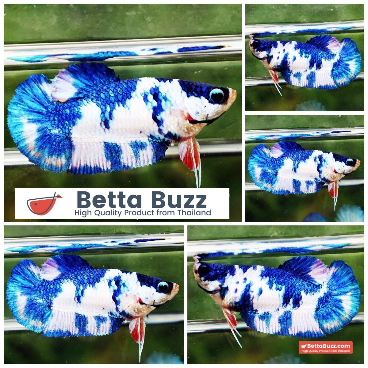 Betta fish Female HMPK Princes Blue Marble