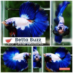 Betta fish HM Prince of Blue Rim Marble