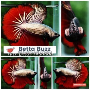 Betta fish OHM Luxury Hell Copper