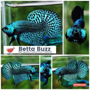 Wild Betta fish Green Alien Hybrid