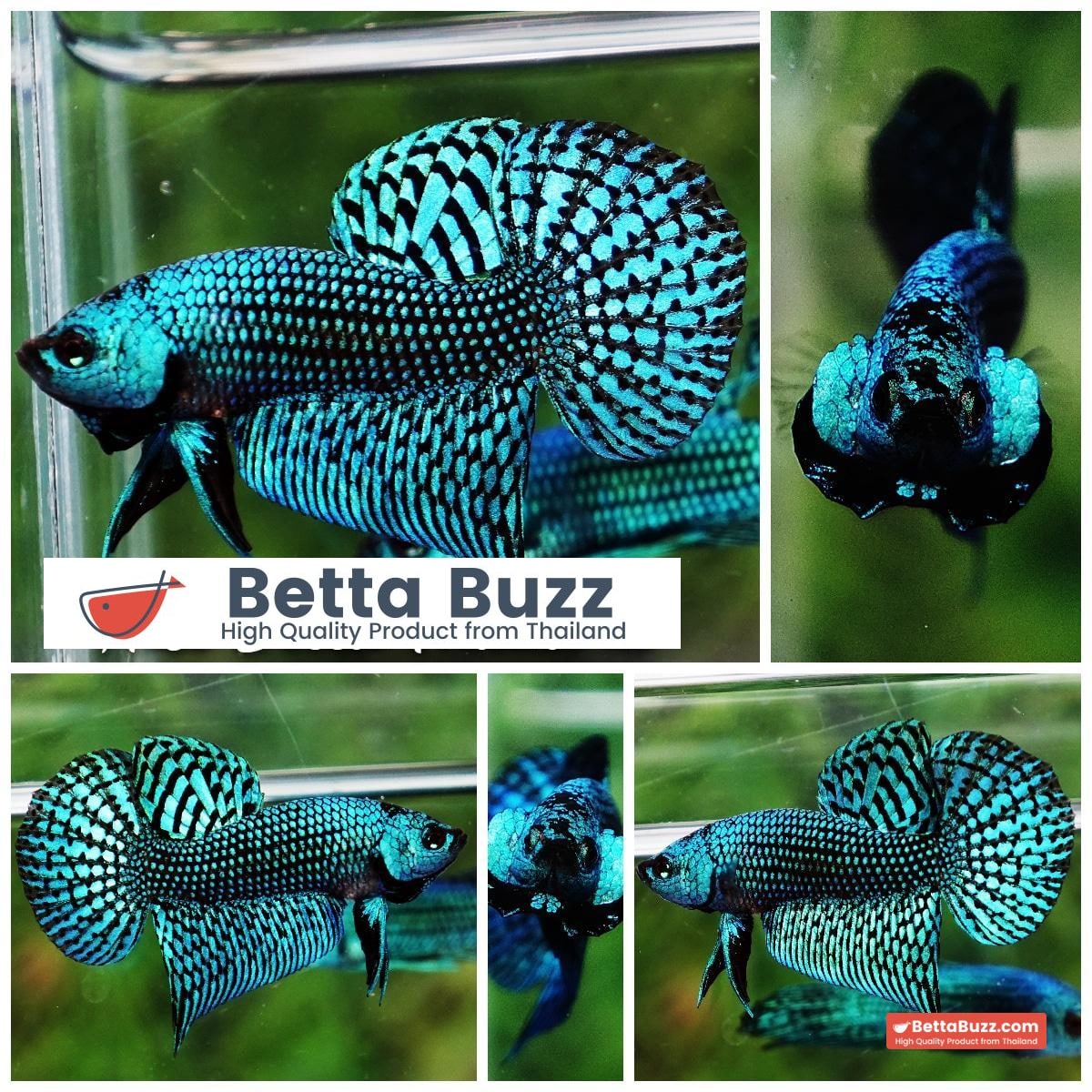 Wild Betta fish Green Alien Hybrid