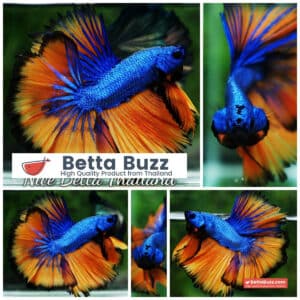 Betta fish OHM Blue Dragon Mustard Sky Hawk