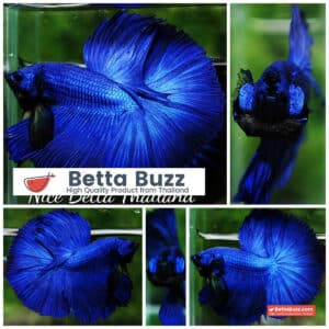 Betta fish OHM Super Royal Blue