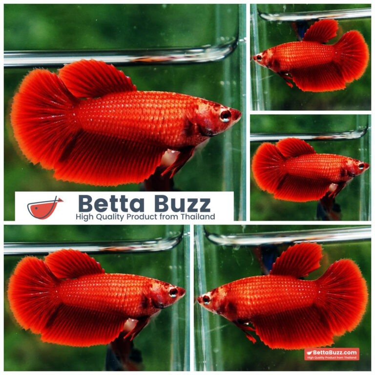 Betta fish Female Super Red (HM)