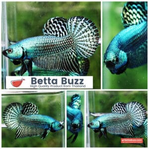 Wild Betta fish Super Green Alien Hybrid