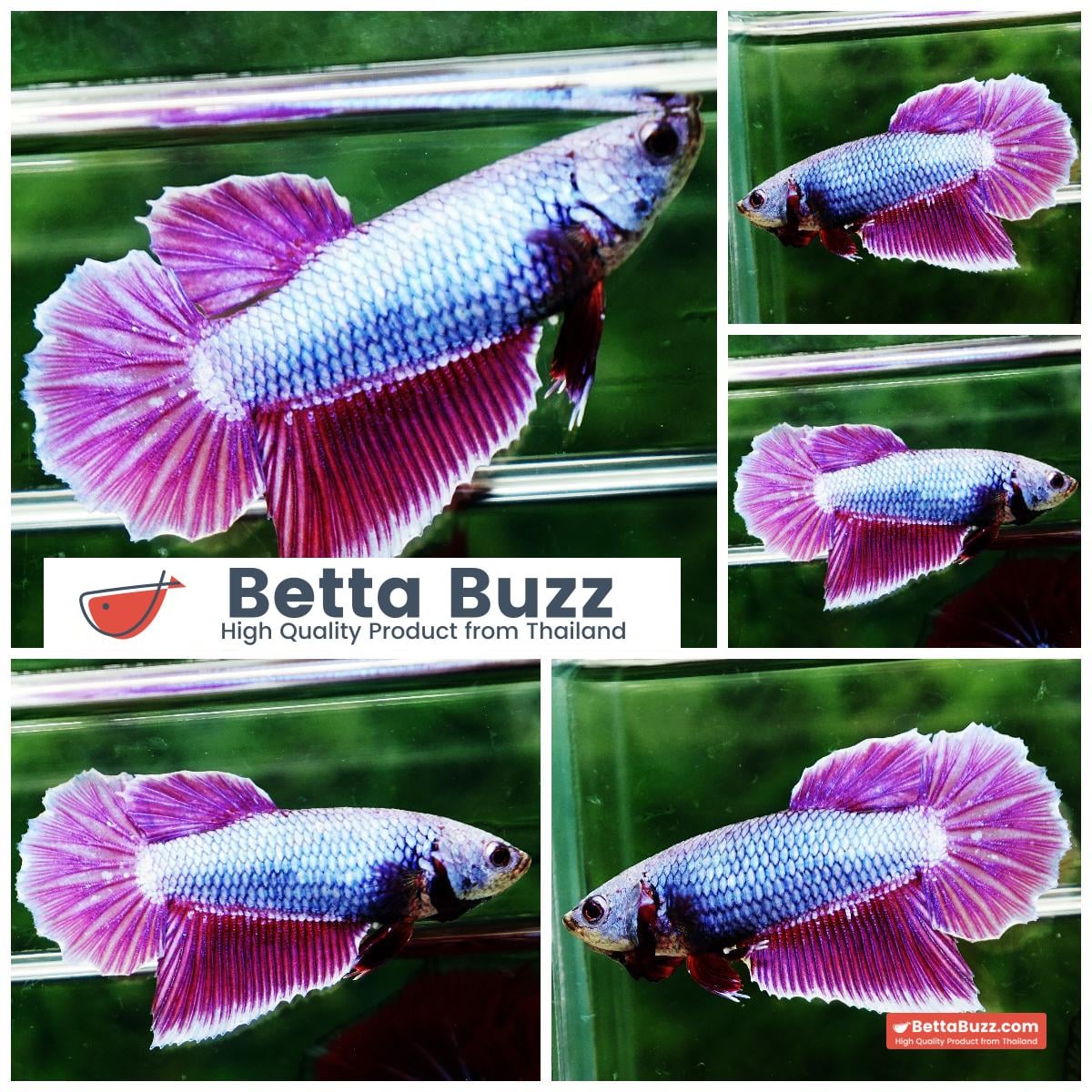 Betta fish Female Princes Royal Lavender
