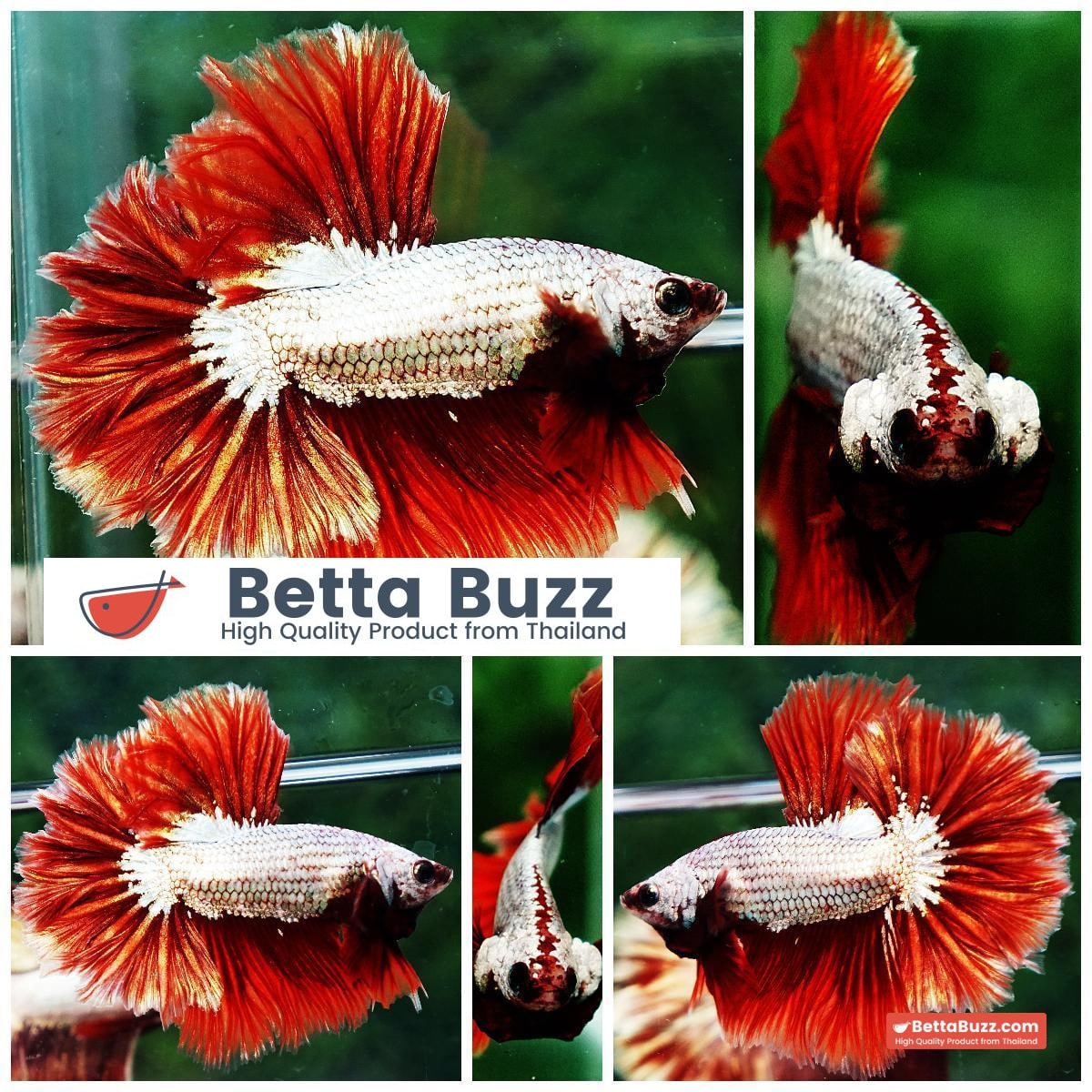 Betta fish OHM Red Dragon Rose tail Sky Hawk