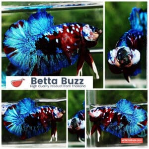 Betta fish HMPK Red Blue Koi Galaxy