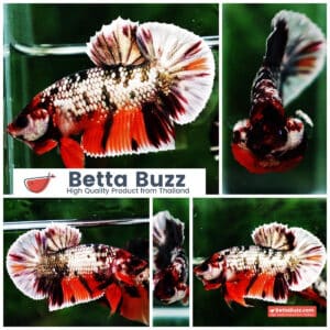 Betta fish HMPK Prince Copper Candy Nemo