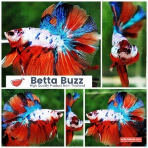 Betta fish OHM Emerald Candy Nemo Rosetail